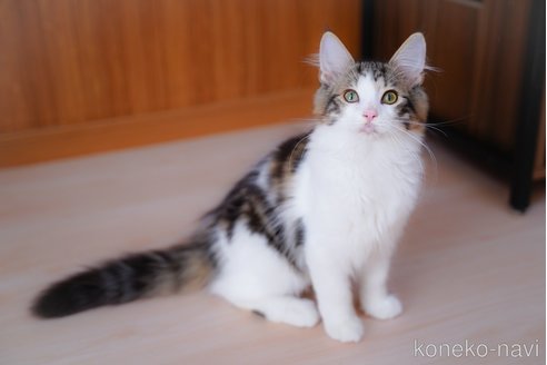成約済の愛知県のノルウェージャンフォレストキャット-95371の9枚目